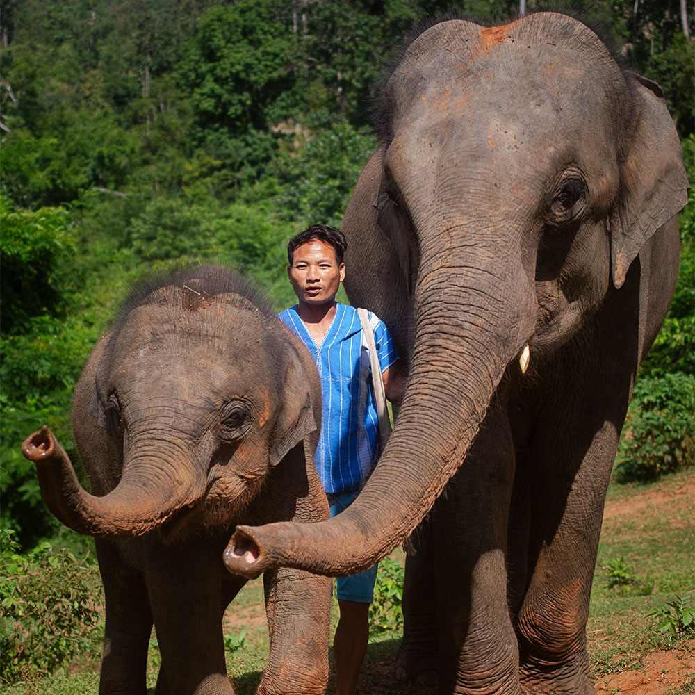 OUR ELEPHANTS PHU SINAN - TONG BAI ELEPHANT FOUNDATION